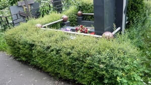 Живая ограда на могиле